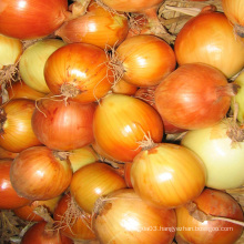 high quality hot sale fresh yellow onion in bulk